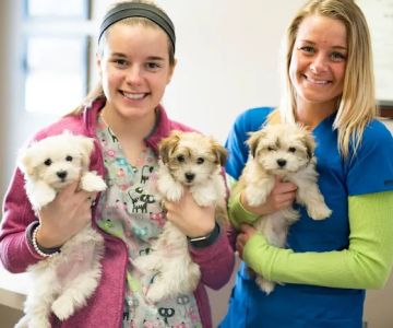North Main Animal Hospital
