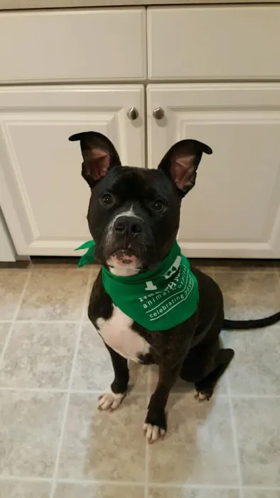North Main Animal Hospital 6