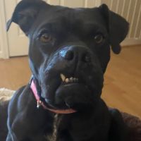 New Melle Animal Hospital ico