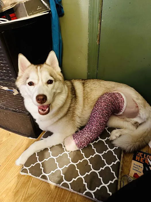 Veterinary Orthopedic Surgery Center 12