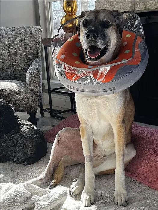 Veterinary Orthopedic Surgery Center 12