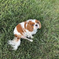 Veterinary Orthopedic Surgery Center ico