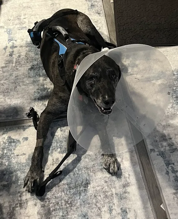 Veterinary Orthopedic Surgery Center 12