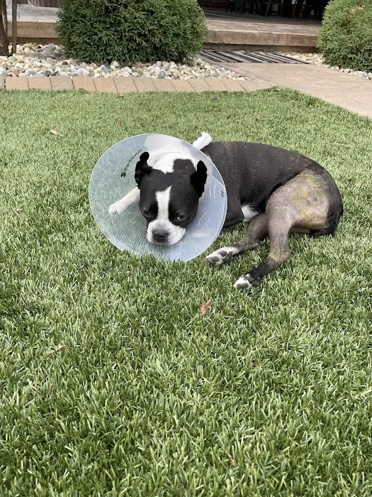 Veterinary Orthopedic Surgery Center 12