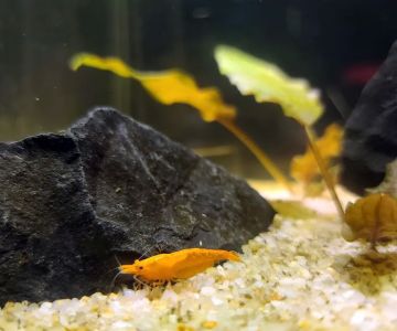 Ryan's Fish Shop