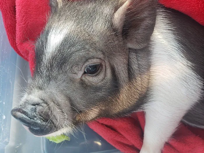 Troy & Wentzville Veterinary: Bruns C DVM 12