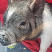 Troy & Wentzville Veterinary: Bruns C DVM ico