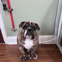 Troy & Wentzville Veterinary Clinics ico
