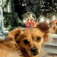 Carrie's Critters ico