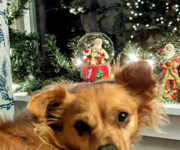 Carrie's Critters