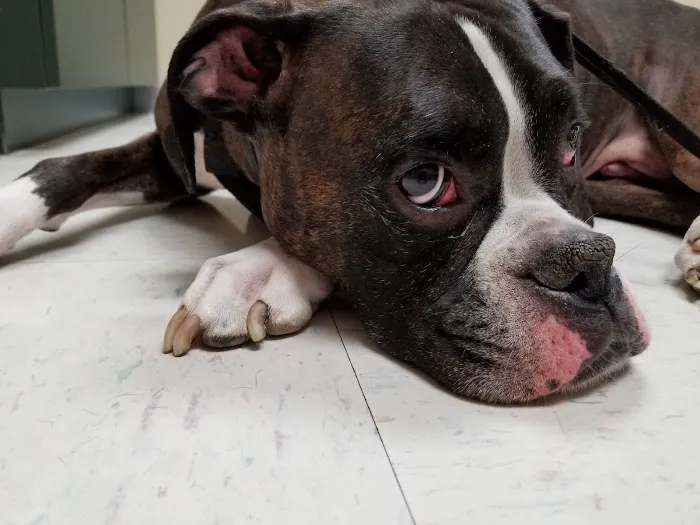 Mizzou Animal Cancer Center 12
