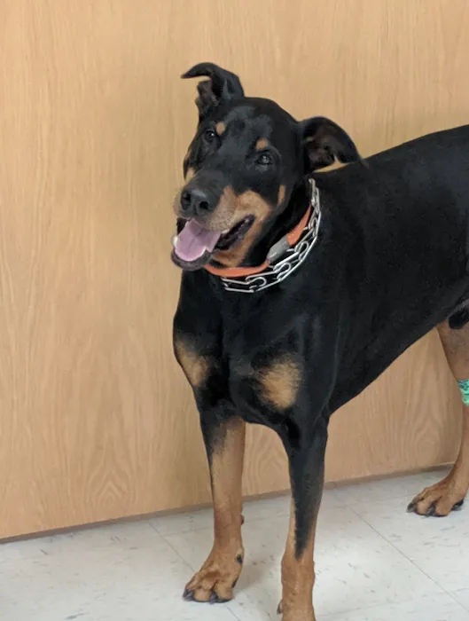 Mizzou Animal Cancer Center 12