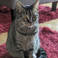Missouri Veterinary Dermatology Center ico