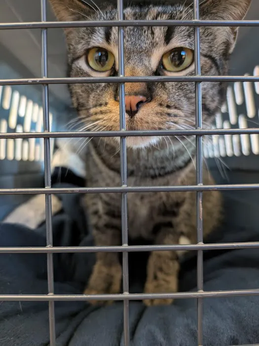 Missouri Veterinary Dermatology Center 12