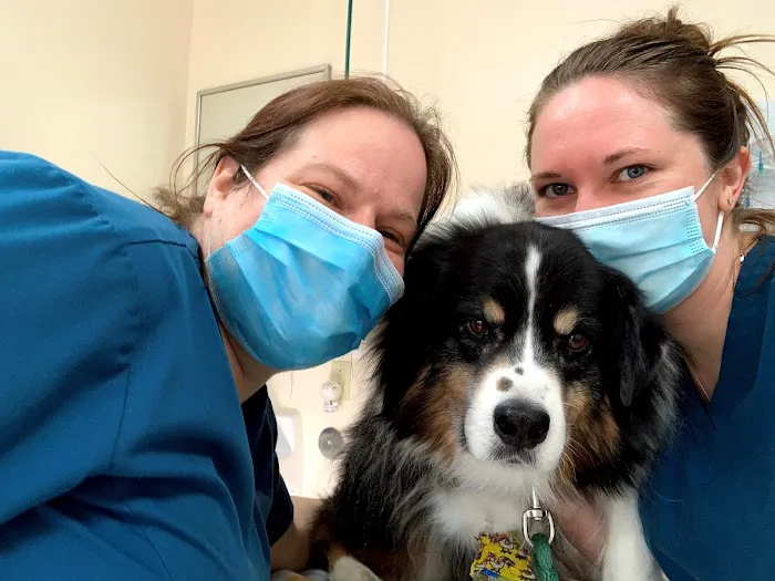 Missouri Veterinary Dermatology Center 12