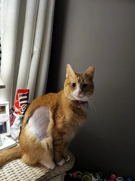 Missouri Veterinary Dermatology Center 12