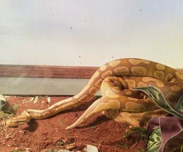 Hewitt Reptile Emporium