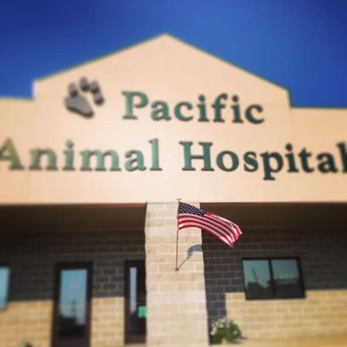 Pacific Animal Hospital 12