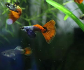 DENSMORE AQUA FARM