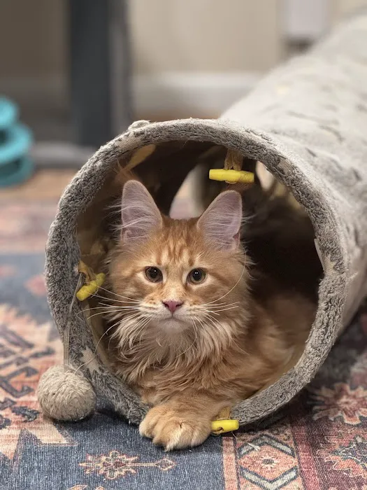MNM Maine Coons 4