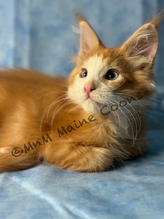 MNM Maine Coons 9