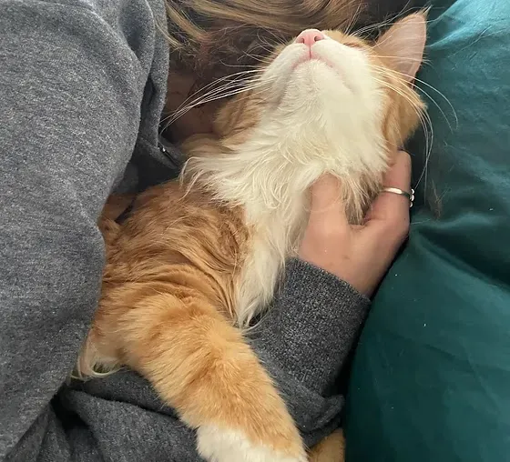MNM Maine Coons 10