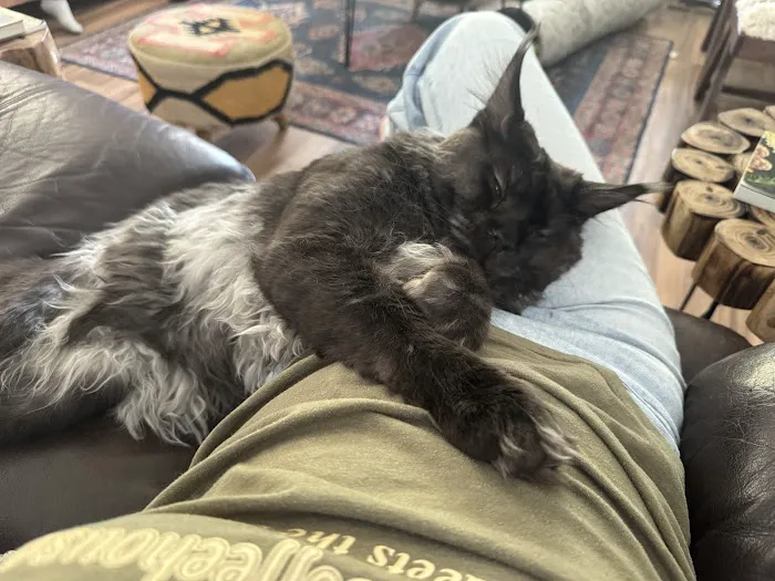 MNM Maine Coons 5