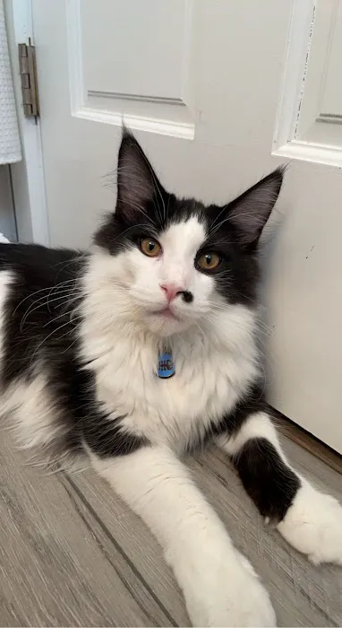 MNM Maine Coons 6