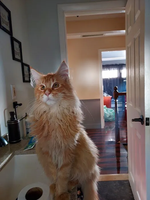 MNM Maine Coons 3