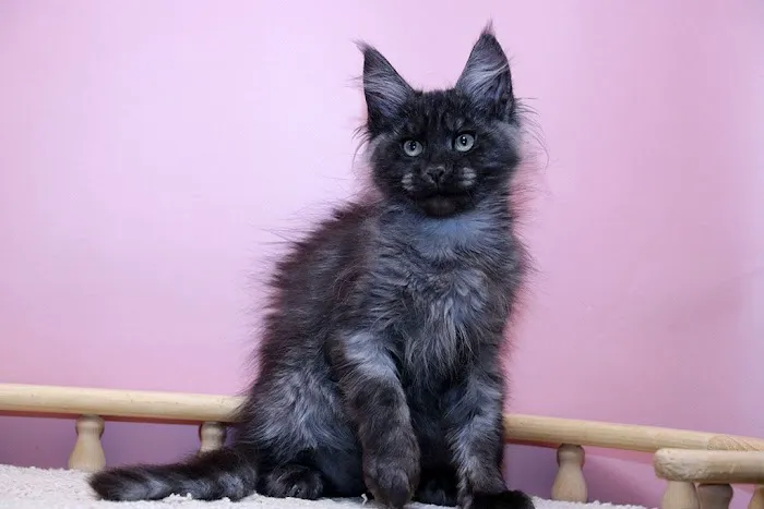 MNM Maine Coons 2
