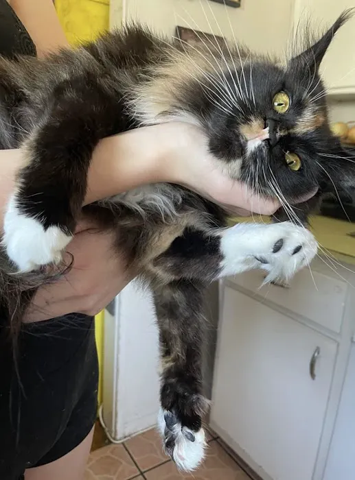 MNM Maine Coons 8