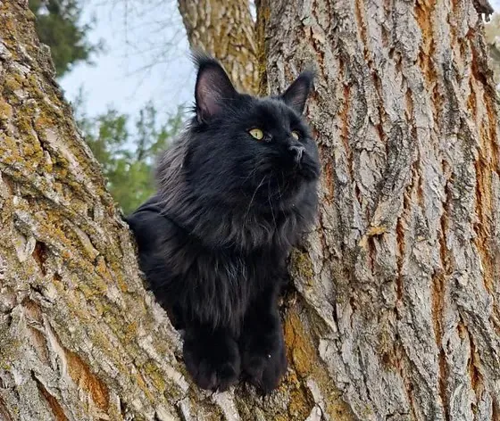 MNM Maine Coons 7