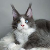 MNM Maine Coons ico