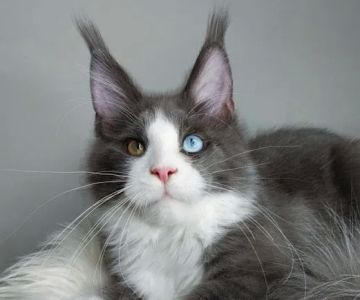 MNM Maine Coons