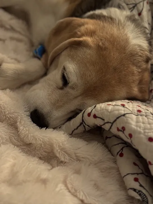 MedVet Urgent Care - Sandy 2