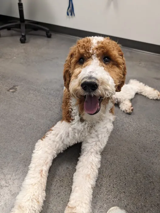 MedVet Urgent Care - Sandy 1