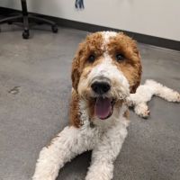 MedVet Urgent Care - Sandy ico