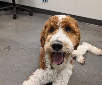 MedVet Urgent Care - Sandy