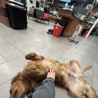 Veterinary Emergency Group ico