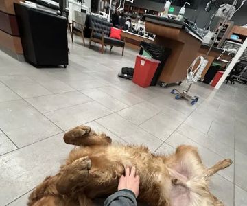 Veterinary Emergency Group