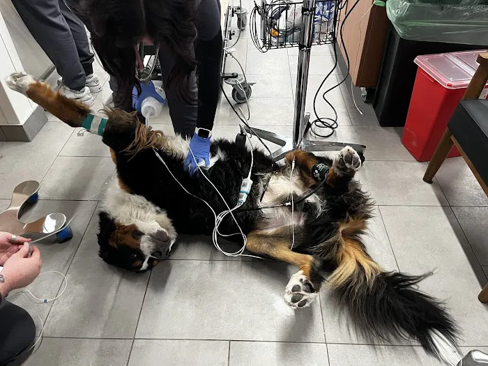 Veterinary Emergency Group 10