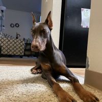 Sandy Animal Clinic ico