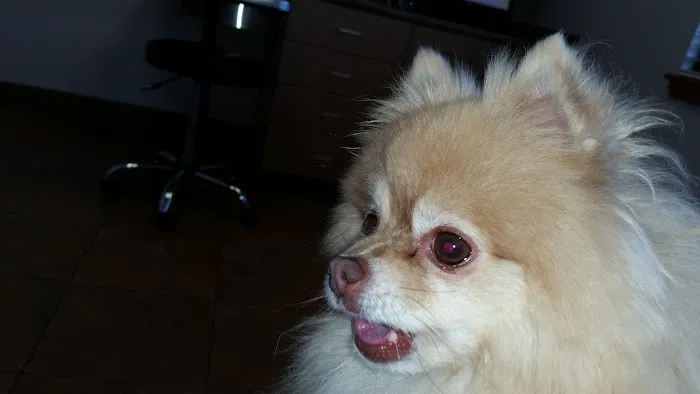 Sandy Animal Clinic 4