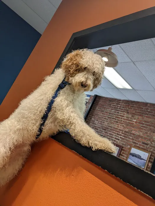 The Pet Works 3