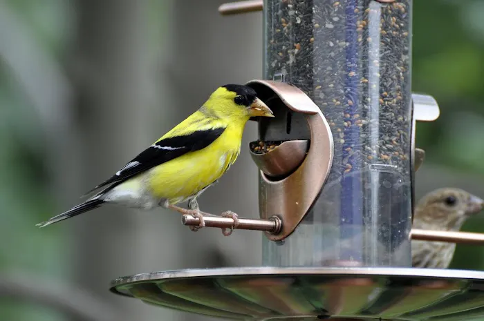 Weiks' Wild Bird Shop 8