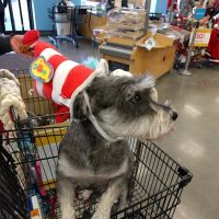 Petco ico