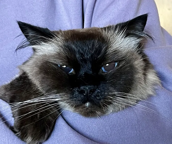 At Home Veterinary Care 12