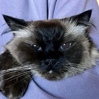 At Home Veterinary Care ico