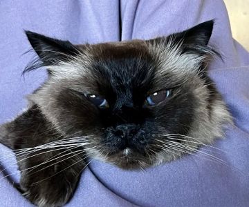 At Home Veterinary Care