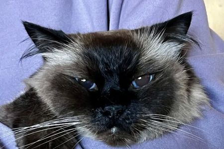 At Home Veterinary Care